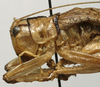 CollectionObject 1535100; 87096620-d563-4edf-bf3e-f084ab59511e: female pronotum, lateral view (syntype). (CollectionObject).