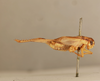 male, lateral view (holotype). Depicts CollectionObject 1517789; 13aea7b7-4e5b-4e80-83ff-63d37415b054, a CollectionObject.