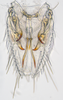 Subgenital plate: (Observation).;Subgenital plate: (Observation).