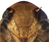 Head on Coarctana vilavelha Domahovski & Cavichioli, 2023: Male holotype [DZUP]: head, ventral view. (Observation).