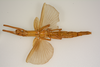 CollectionObject 1563074; 6ff5f9fc-0acd-4602-a954-2a37eb29a78a: copyright ZMUH, Hamburg. female, ventral view (holotype). (CollectionObject).