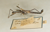 CollectionObject 1558275; ae502f48-4dbe-4c1c-b4e8-5568bf5b6432: copyright O. Zompro. male (holotype). (CollectionObject).