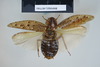 CollectionObject 1552786; NHMUK(SF IMPORT DUPLICATE) BMNH(E) 877081, c8c14b65-11dd-44f5-9f86-b13b44cd3953: Copyright NHM, London. Holotype female of synonym Epilampra punctifera, dorsal view. (CollectionObject).