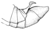 Scotussa lemniscata (Stål, 1861): Pl. 18, Fig. 12 (after type). male abdomen tip, lateral view (Leiotettix mendosensis). (Otu).