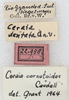 labels. Depicts CollectionObject 1566609; NMW 22958, 4d237151-0e7a-4984-88c2-f63cfe15e057, a CollectionObject.