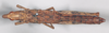 CollectionObject 1567379; 3cfb6bcc-ac91-42fb-9c73-9f0487e4ebe5: female, dorsal view (paralectotype). (CollectionObject).