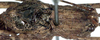 CollectionObject 1499291; edb45c71-d37c-433c-9649-cc16188ed88e: male pronotum and wings (holotype). (CollectionObject).