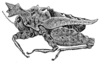 Misythus cristicornis (Walker, 1871): Pl. XXI, Fig. 2 (Mount Maquiling, Luzon). male, lateral view (body length 9.3-9.8 mm, pronotum 12.8-13.2 mm). (Otu).