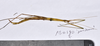 CollectionObject 1597598; 2277edc9-73e7-4b63-8205-a0da77976604: copyright QM. female, lateral view (holotype). (CollectionObject).