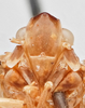Head: (Observation).