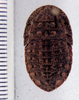 Derocalymma kalahari Rehn, 1933: Photo taken by Heidi Hopkins. (Otu).