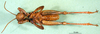 CollectionObject 1567331; 17f8f480-2c3d-498e-b2fd-8bf235724457: male, ventral view (paratype). (CollectionObject).