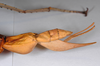 CollectionObject 1558976; 758418ff-ab08-4a07-8c6f-eb8090c2a17e: copyright ZMHB, Berlin. female: end of abdomen, lateral view of synonym Hermarchus muelleri (holotype). (CollectionObject).