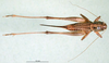 CollectionObject 1502678; a449a33d-a956-4272-bde8-e7153bd442d0, DORSA BT000245S02: female, dorsal view (syntype). (CollectionObject).