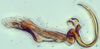 Aedeagus, lateral view: (Observation).