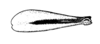 Diatrypa univittata Hebard, 1928: Pl. 24, Fig. 6 (after type). female, hind femur, lateral view. (Otu).