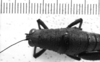 CollectionObject 1530137; aadd7f97-5494-47e3-9da8-db7978c88f49: Image Carbonell, C.S. female head and pronotum, dorsal view (holotype). (CollectionObject).