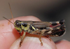 Melanoplus stupefactus (Scudder, 1876): male. (Otu).