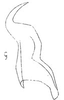 Stylus: !! display not done !! on Caranavia cruentata Linnavuori, 1959: Stylus. (Observation).