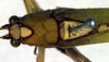 CollectionObject 1500719; b21d9629-82c1-4f68-8b2f-8f311b119cd2: male, dorsal view (lectotype). (CollectionObject).