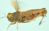 Paraxenotettix rugulosa (Dirsh, 1956): lateral view. (Otu).
