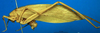 CollectionObject 1501750; cfc210c6-97c9-46b2-8f87-8ed8c0408f1a: male, lateral view (syntype). (CollectionObject).