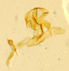Aedeagus, lateral view on Delphacodes darwini Muir, 1929: (Observation).
