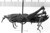 CollectionObject 1543669; a58832f4-f0f1-4b60-bab3-e38cad3ad036: Image Carbonell, C.S. female, lateral view (lectoallotype). (CollectionObject).