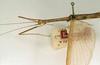CollectionObject 1562074; fea7eec0-02b8-432a-9e89-75785e349a3c: copyright NHRS, Stockholm. male: head and thorax, lateral view (holotype). (CollectionObject).