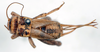 CollectionObject 1505979; 31f854d0-a4f7-45fe-bdf0-416a4d76e2c0: female, dorsal view (syntype). (CollectionObject).