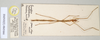 CollectionObject 1558844; NHMUK(SF IMPORT DUPLICATE) 845065-845067, 01e318c4-2f56-4b86-9b44-456982575eea: copyright Natural History Museum, London. female (paratype). (CollectionObject).