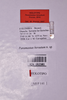 CollectionObject 1544483; d7d2b98e-f4cb-4459-afd6-cd880243c478: labels (Paramastax hirsutum holotype). (CollectionObject).