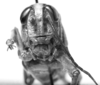 CollectionObject 1521484; e6009b90-1026-4d56-ad46-6ead370efb8e: Image, C.S. Carbonell. female, frontal view (holotype). (CollectionObject).