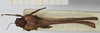 CollectionObject 1518001; 31696320-c214-4480-82b9-8adbd4436a8f, NHMUK010924567: male, dorsal view (holotype). (CollectionObject).