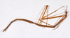 CollectionObject 1557901; 33eec9cd-c3a8-429a-843c-45738f348399: copyright ZMHB, Berlin. female, lateral view (holotype). (CollectionObject).