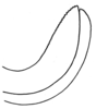 Aganacris nitida (Perty, 1832): Fig. 17. ovipositor (female from Quiroz, Peru). (Otu).