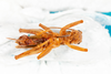 CollectionObject 1536896; 6d156eca-a4d3-4b4b-8899-f1b3c511cbd1: female, ventral view (syntype). (CollectionObject).