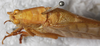 CollectionObject 1566568; NMW 22598, 03d136d7-b954-4d1d-aab5-e1ebf93d75f4: male, dorsal view. (CollectionObject).