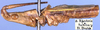 Conocephalus (Megalotheca) longiceps (Péringuey, 1916): male, lateral view (paratype). (Otu).
