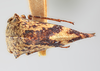 Habitus, dorsal view: (Observation).