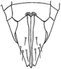 Ovipositor: female pygofer, ventrally. (Observation).
