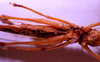 CollectionObject 1541573; b0115793-3b9b-49cd-9b6d-54d66f13f718: female, ventral view. (CollectionObject).