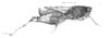 Epitettix punctatus punctatus Hancock, 1907: Pl. 21, Fig.1. male, lateral view (body length 10, pronotum 7 , hind femur 5 mm). (Otu).