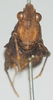 CollectionObject 1581301; dc66c425-e73c-49b1-a856-5937d56ccf7e: female, frontal view (syntype). (CollectionObject).