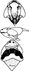 Head on Diomma (Dilobonota) cristatum (Dworakowska, 1972): Head, pro-, and mesothorax. (Observation).