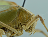 CollectionObject 1532255; c09be688-8ff6-4875-b7be-e5c37fd803ae: male head and pronotum, lateral view (holotype). (CollectionObject).