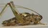 CollectionObject 1535064; 570c72b6-cbab-47b9-ba5a-d9e15438a81f: male, lateral view (holotype). (CollectionObject).