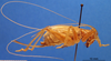 CollectionObject 1505251; b21d9754-0e2d-4f72-ad49-f7756d8c5db4: female, lateral view (holotype). (CollectionObject).
