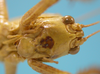 female face, frontal view (paratype of Agraecia incognita). Depicts CollectionObject 1542895; DEES MZLQ-I0109'', c47299d7-cbd0-4b0c-9315-6b1074b71efe, a CollectionObject.