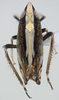 Habitus, dorsal view on Xerophytacolus tubuverpus Stiller, 2012: Habitus (female). (Observation).